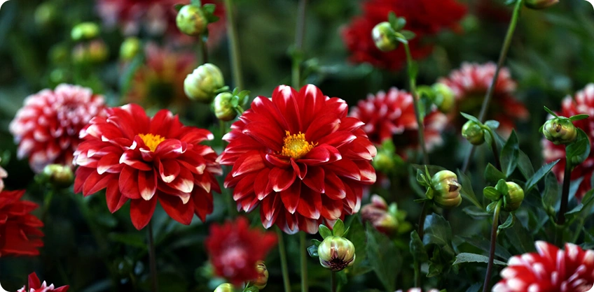 Iran flower Plant and Green House Exhibition