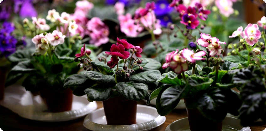 Iran flower Plant and Green House Exhibition